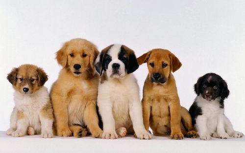 Cute-Puppies-puppies-16094619-500-313