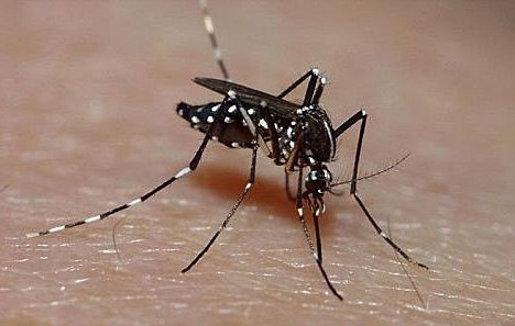 mosquito-da-dengue-picando
